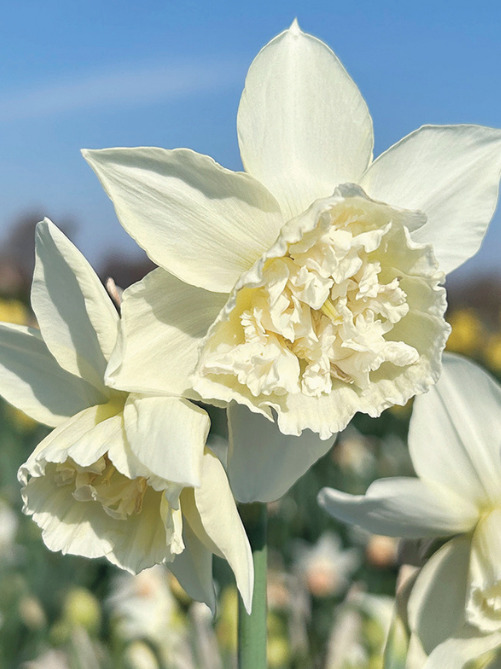Нарцис White Marvel (1 шт. в упаковці)